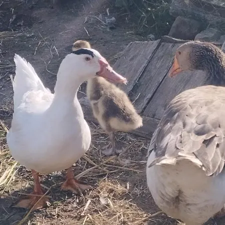 木屋 La Roulotte Romantique Des Volcans *