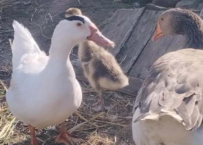 Chalet La Roulotte Romantique Des Volcans *